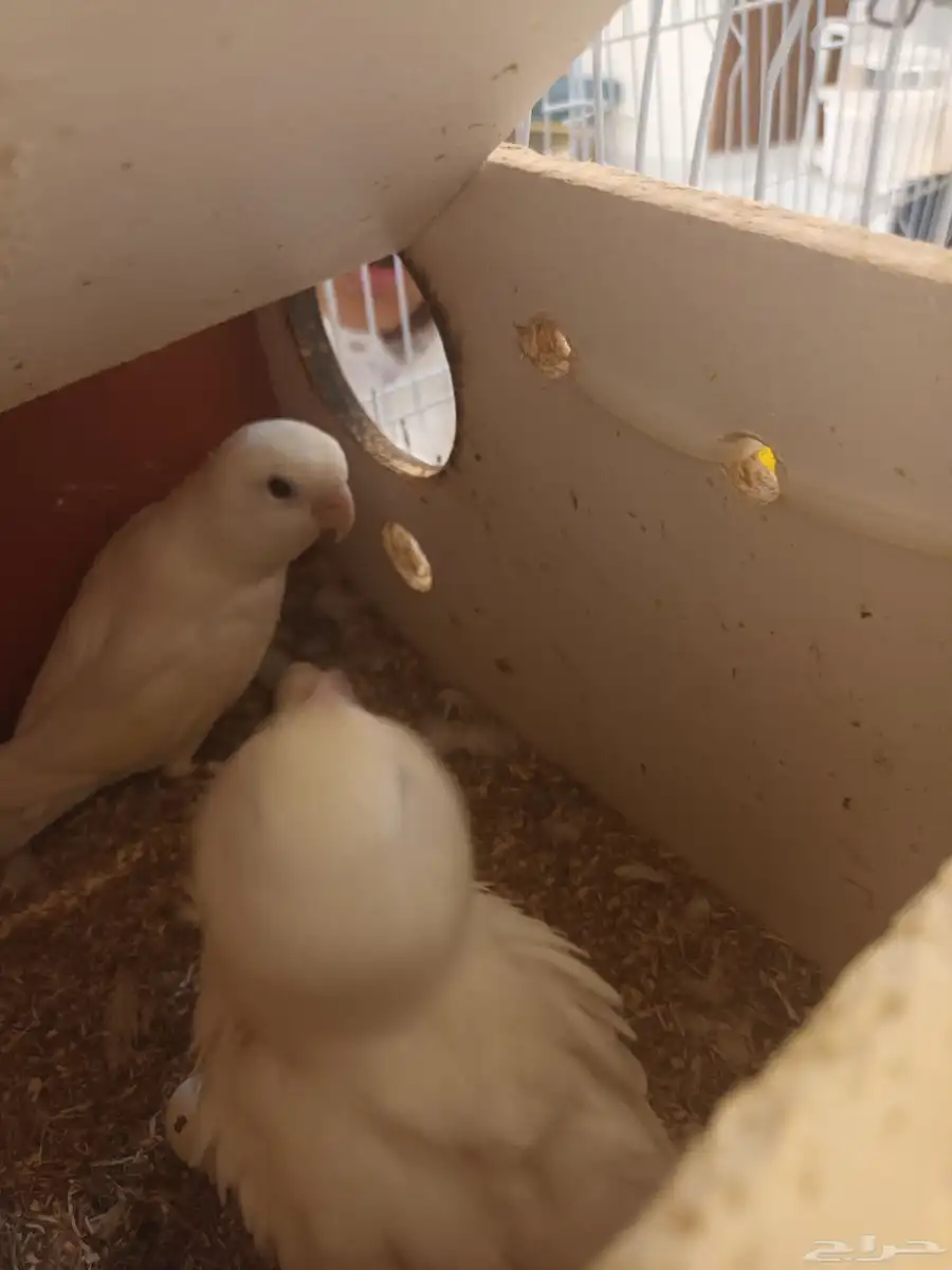 ببغاء روز ابيض البينوا 3