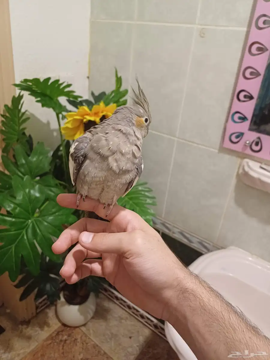 ببغاء 1