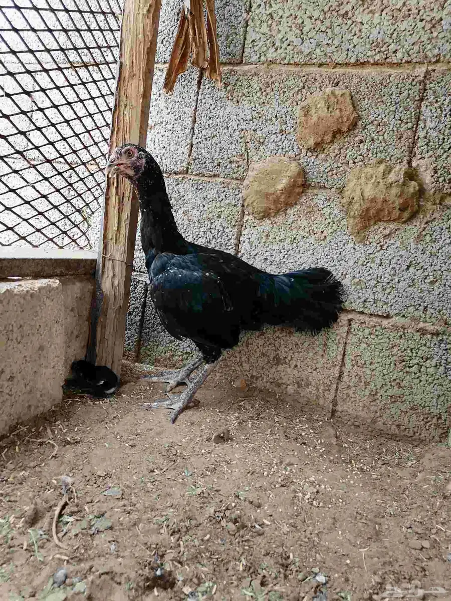 دجاجة باكستاني سندي اصيل مع فرخها 1