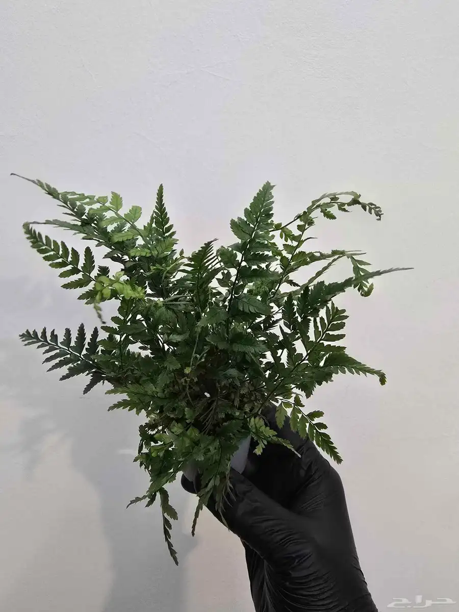 نباتات متنو عة منزلية 8