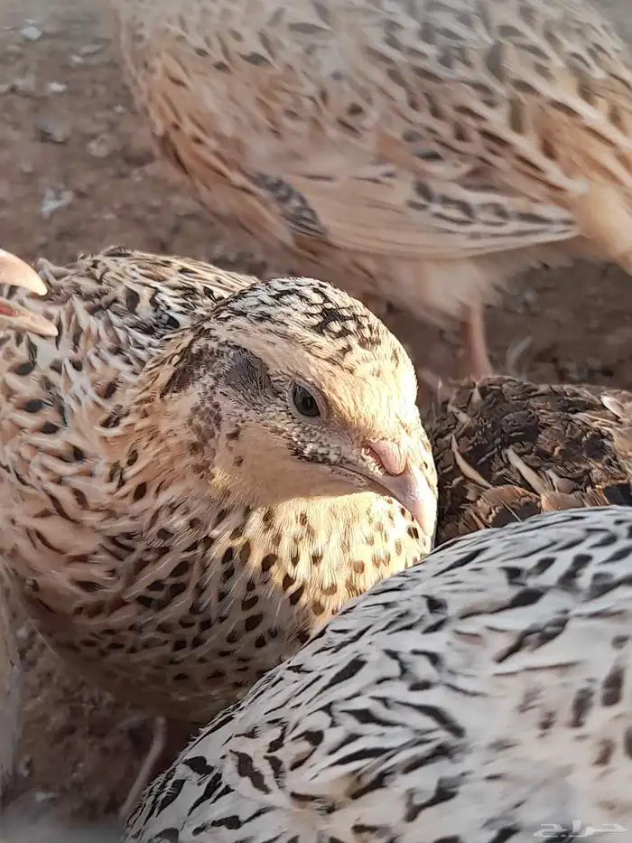 سمان لاحم شحم شرط 0