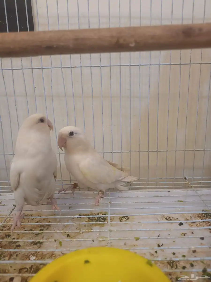 ببغاء روز ابيض البينوا 1