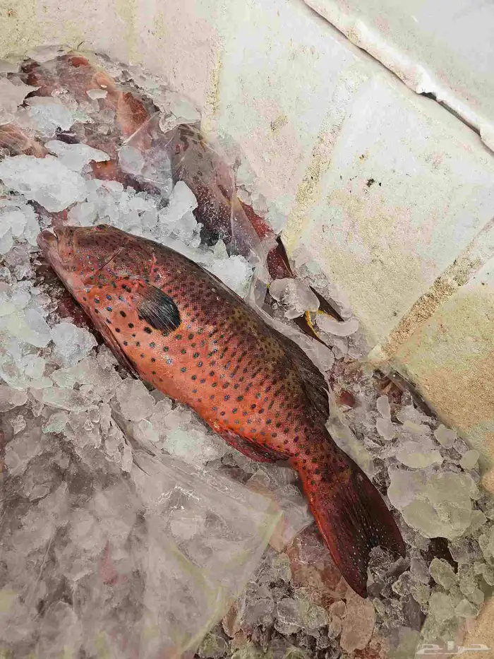 ناجل طازجه يومي اسماك فاخره 0