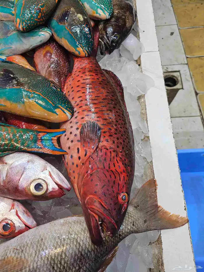 ناجل طازجه يومي اسماك فاخره 1