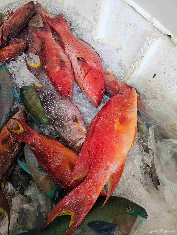 ناجل طازجه يومي اسماك فاخره 14