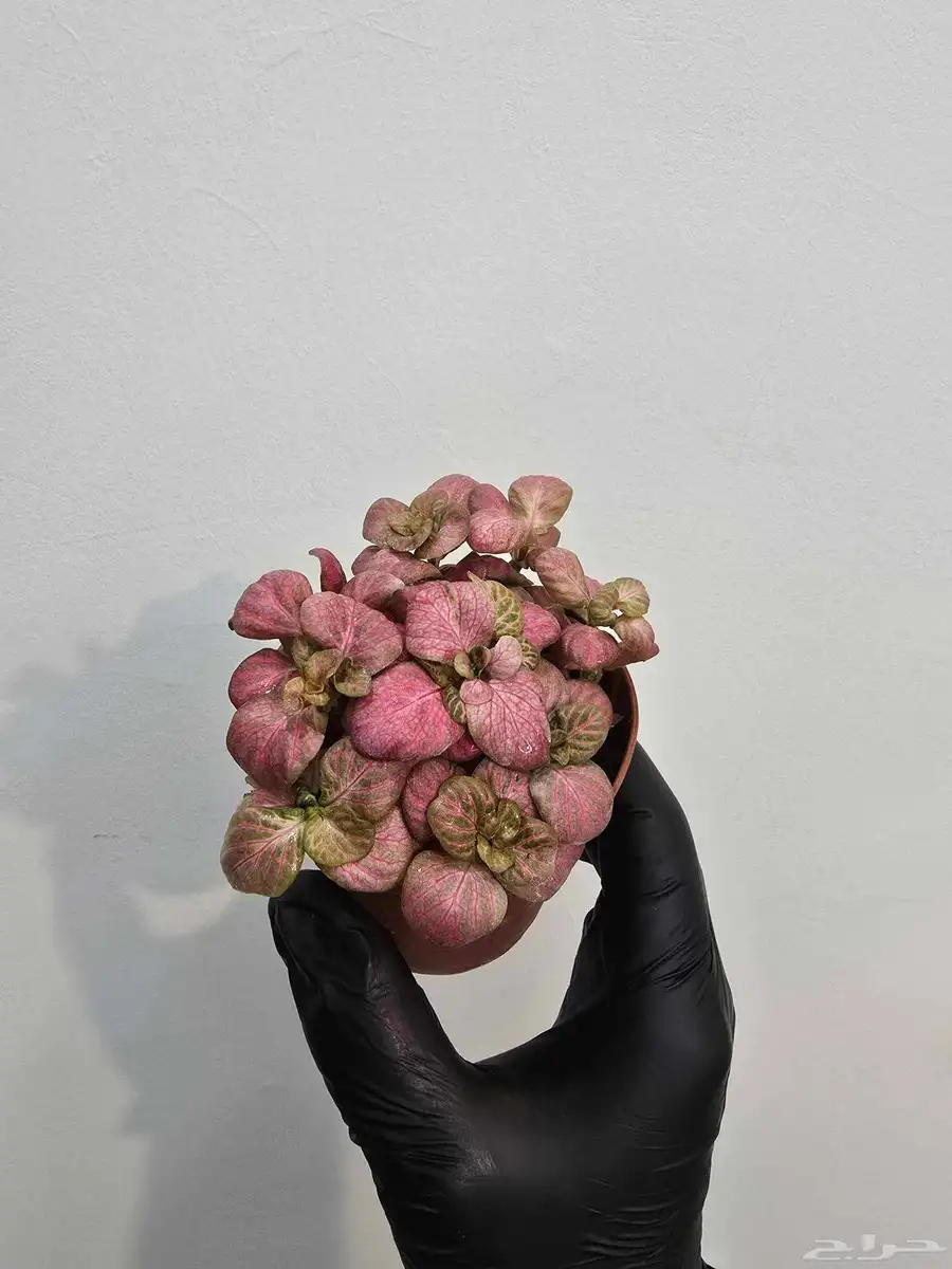 نباتات متنو عة منزلية 6