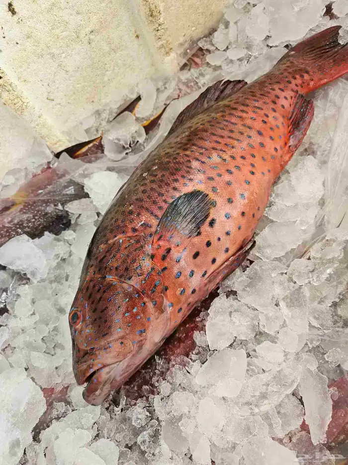 ناجل طازجه يومي اسماك فاخره 5