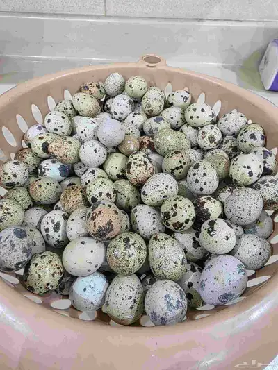 بيض طائر السمان 1