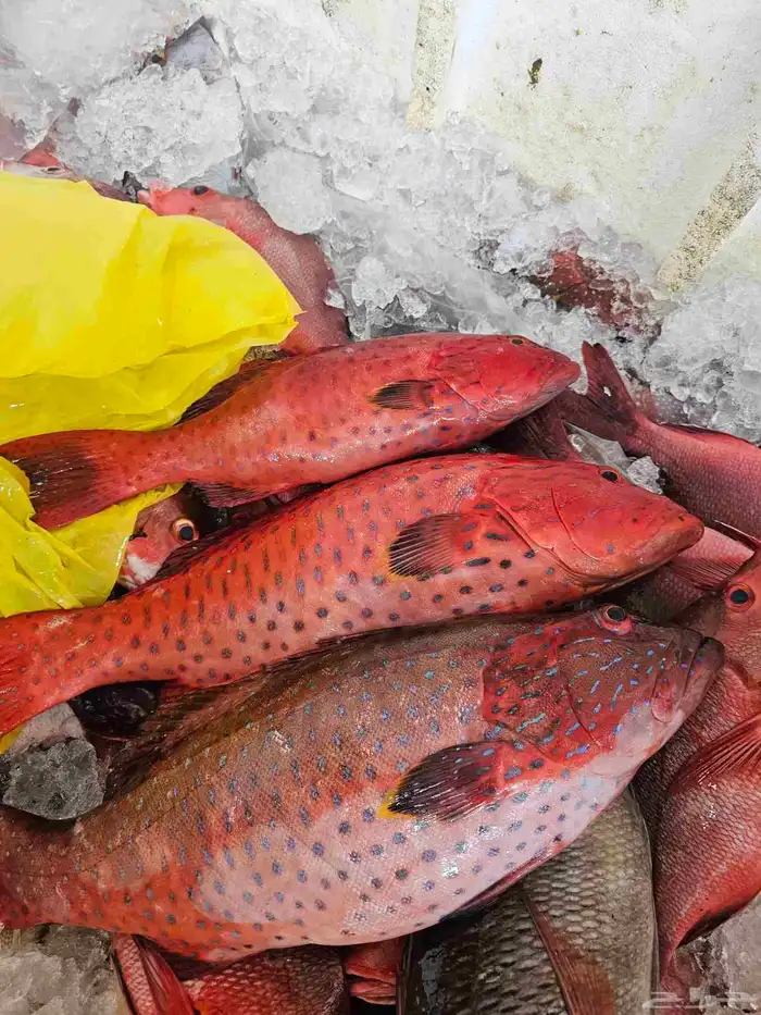 ناجل طازجه يومي اسماك فاخره 11