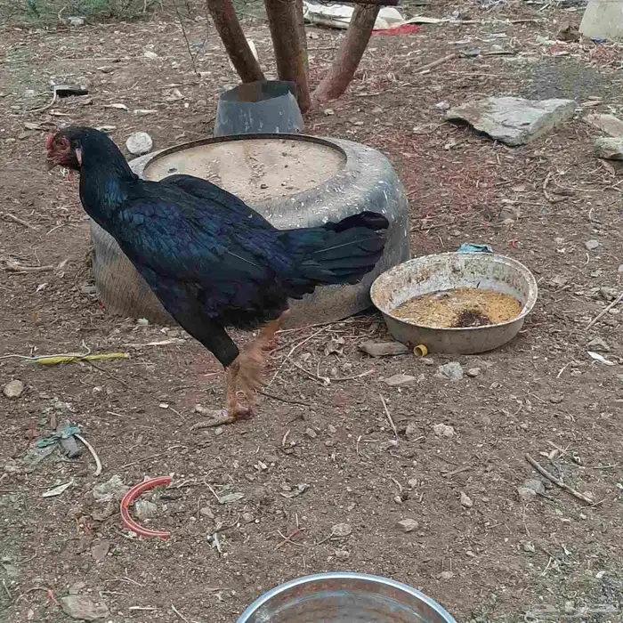 دجاجة سندية 0