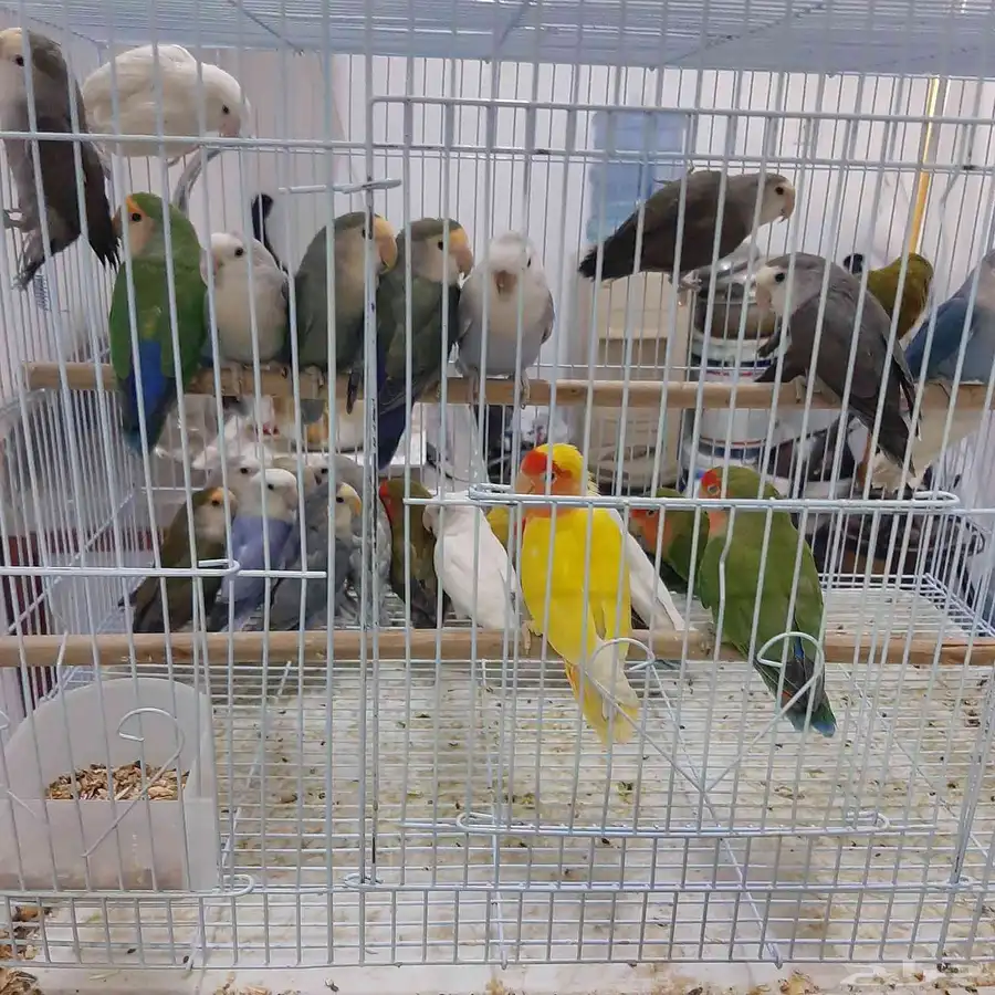 روز للبيع 3