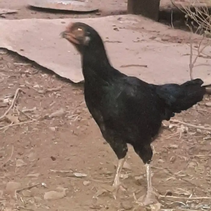 دجاجة سندية 1