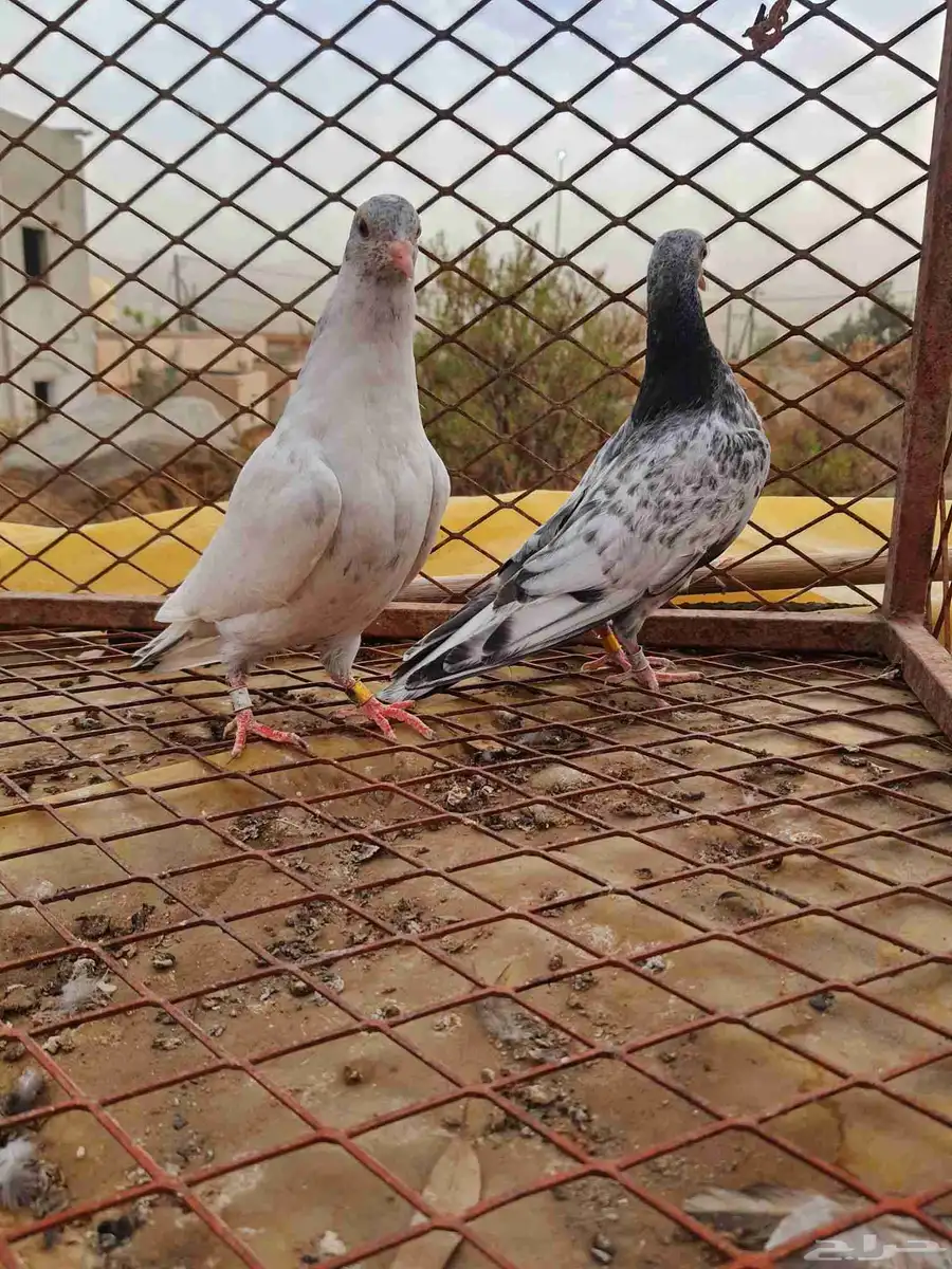 طبة قولدن مطيار شرط 2