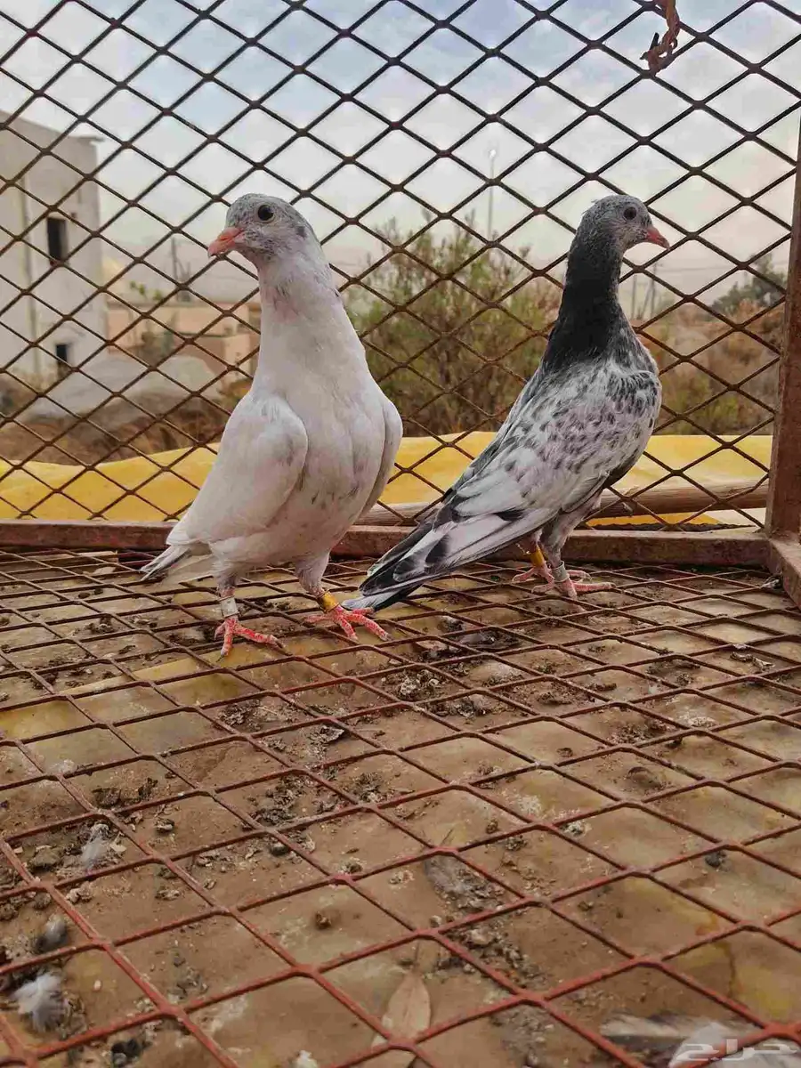 طبة قولدن مطيار شرط 1