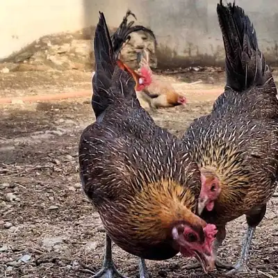 صوص دجاج عربي فاخر 13