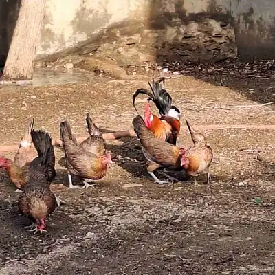 صوص دجاج عربي فاخر 14