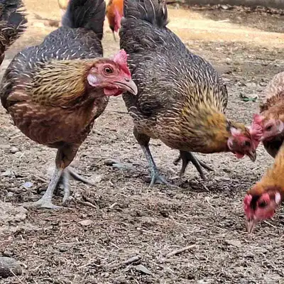 صوص دجاج عربي فاخر 12