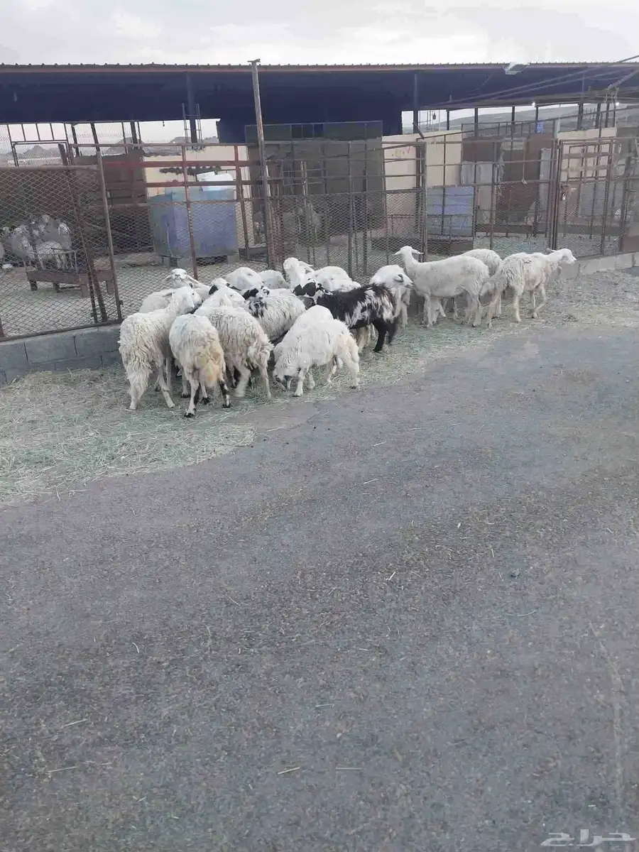 ضان دفيع وموليد العدد 20 معها 5 بهم غنم رعي 3