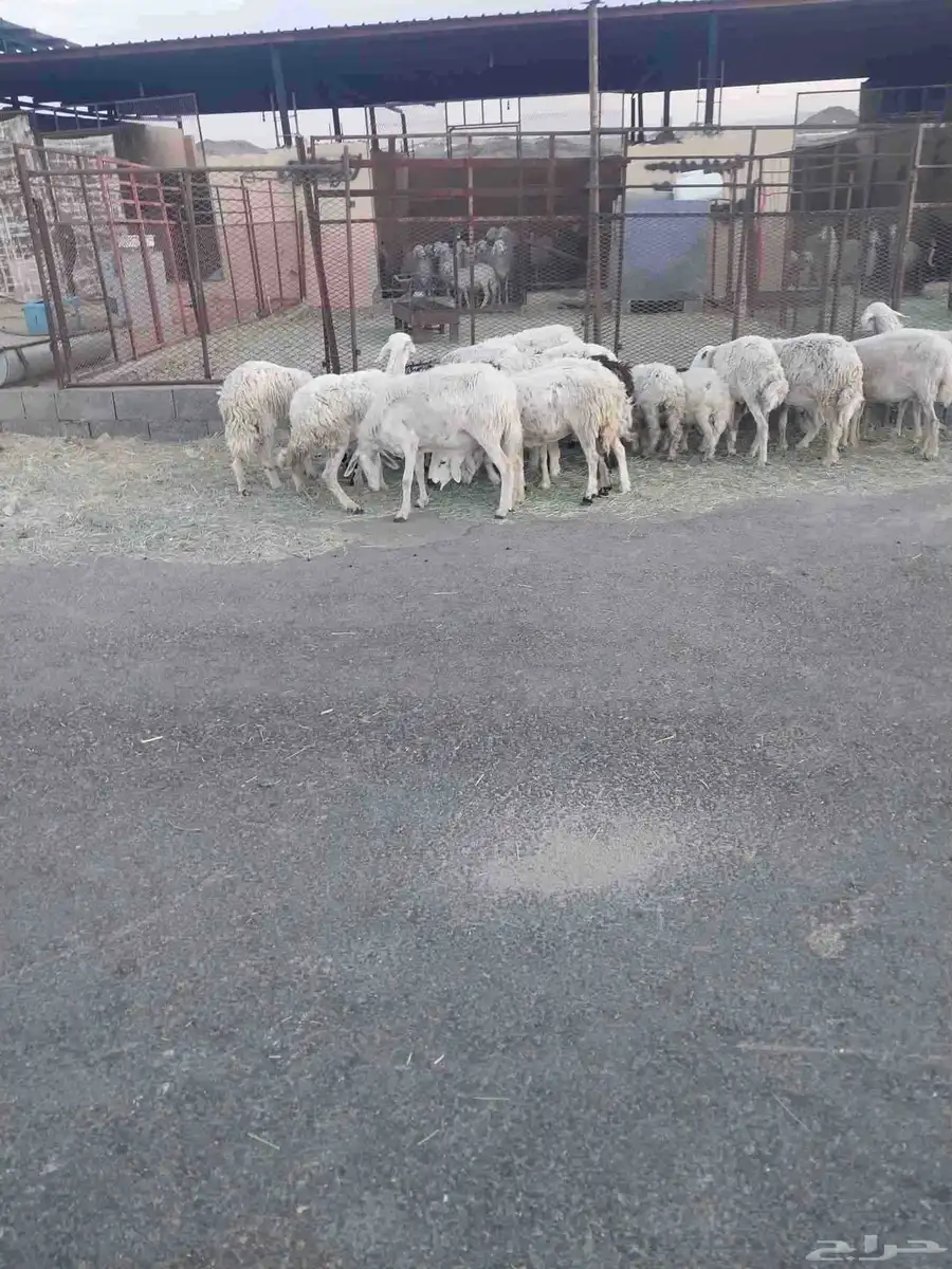 ضان دفيع وموليد العدد 20 معها 5 بهم غنم رعي 5