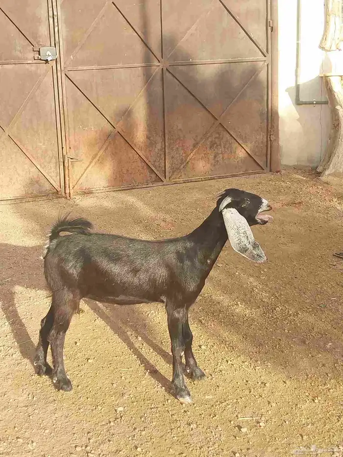 جفره عارضيه عارضيه فل شحم. تم البيع 2