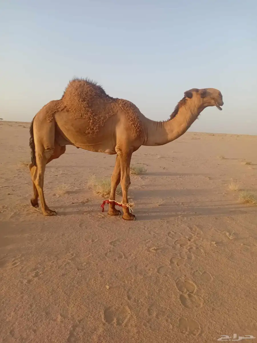 بعير اصفر جذع دبيان 0