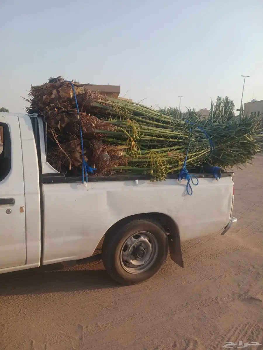 يوجد لدينا جميع انواع النخيل المثمرة وزينه اتواصل جوال 05065 4