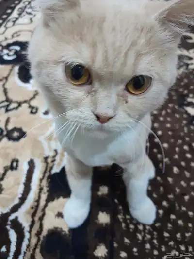 قط للتبني مع أغراضه 0