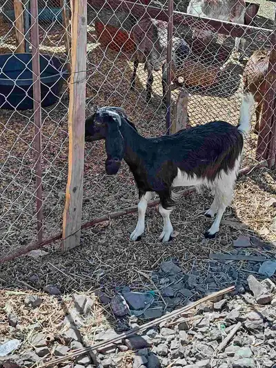 جفره سمين 3