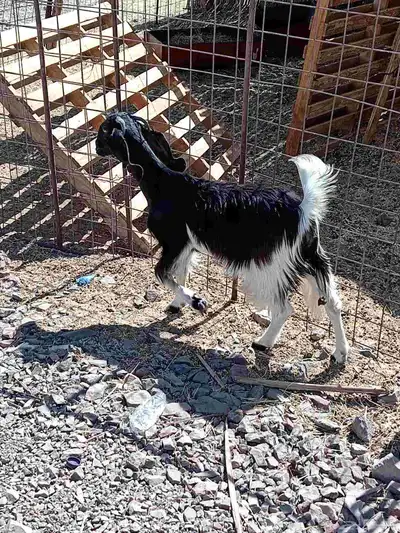 جفره سمين 1