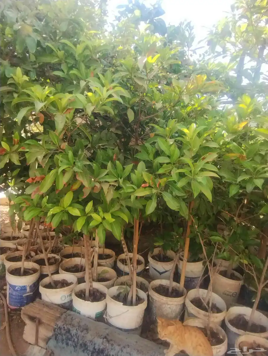 بيع شجرة شيكو عادى ممتاز جدا ماشاء الله 45 فقط 0