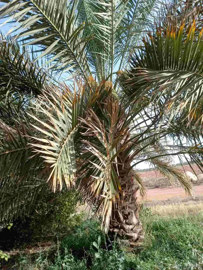 نعمل تكيس النخيل انحاء المملكه 9