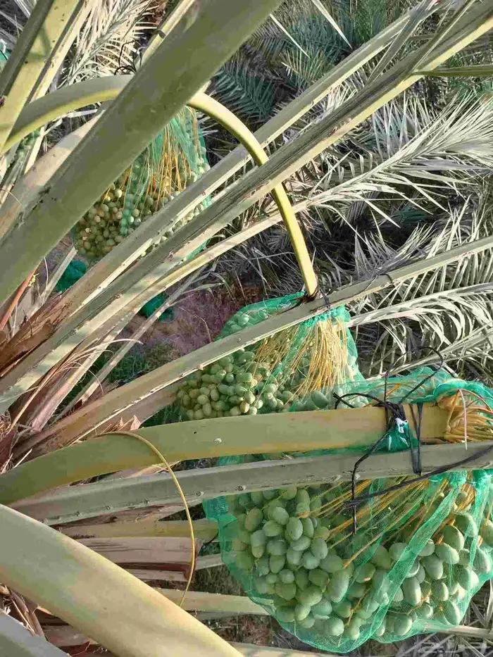 نعمل تكيس النخيل انحاء المملكه 4