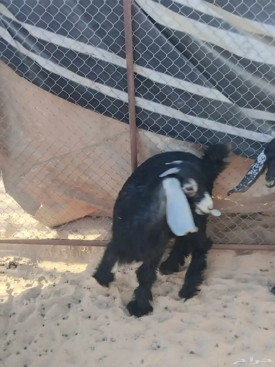 املج تيس 0
