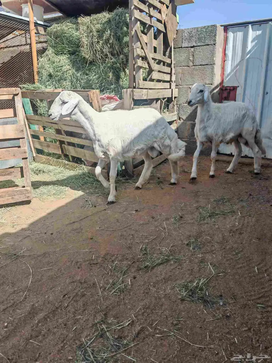 طليان 0