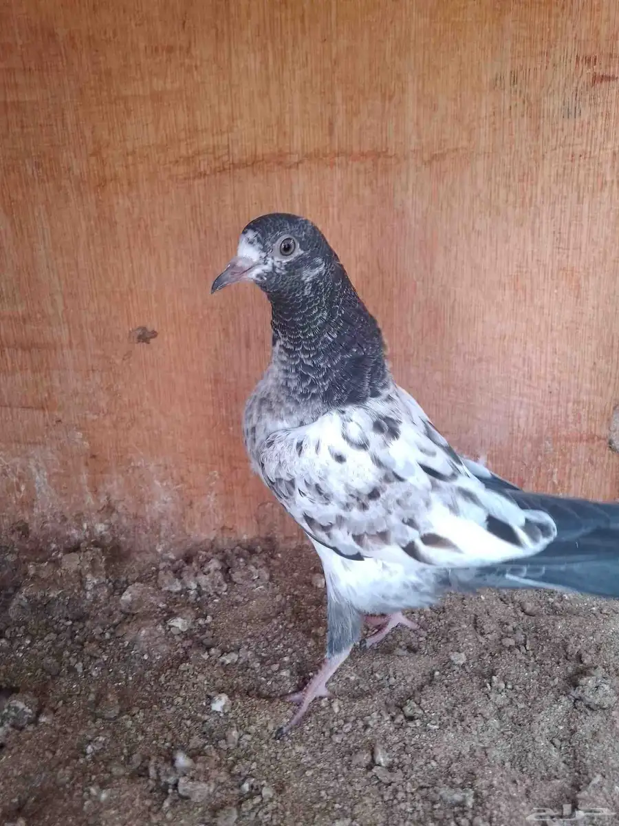حمام باكستاني 8