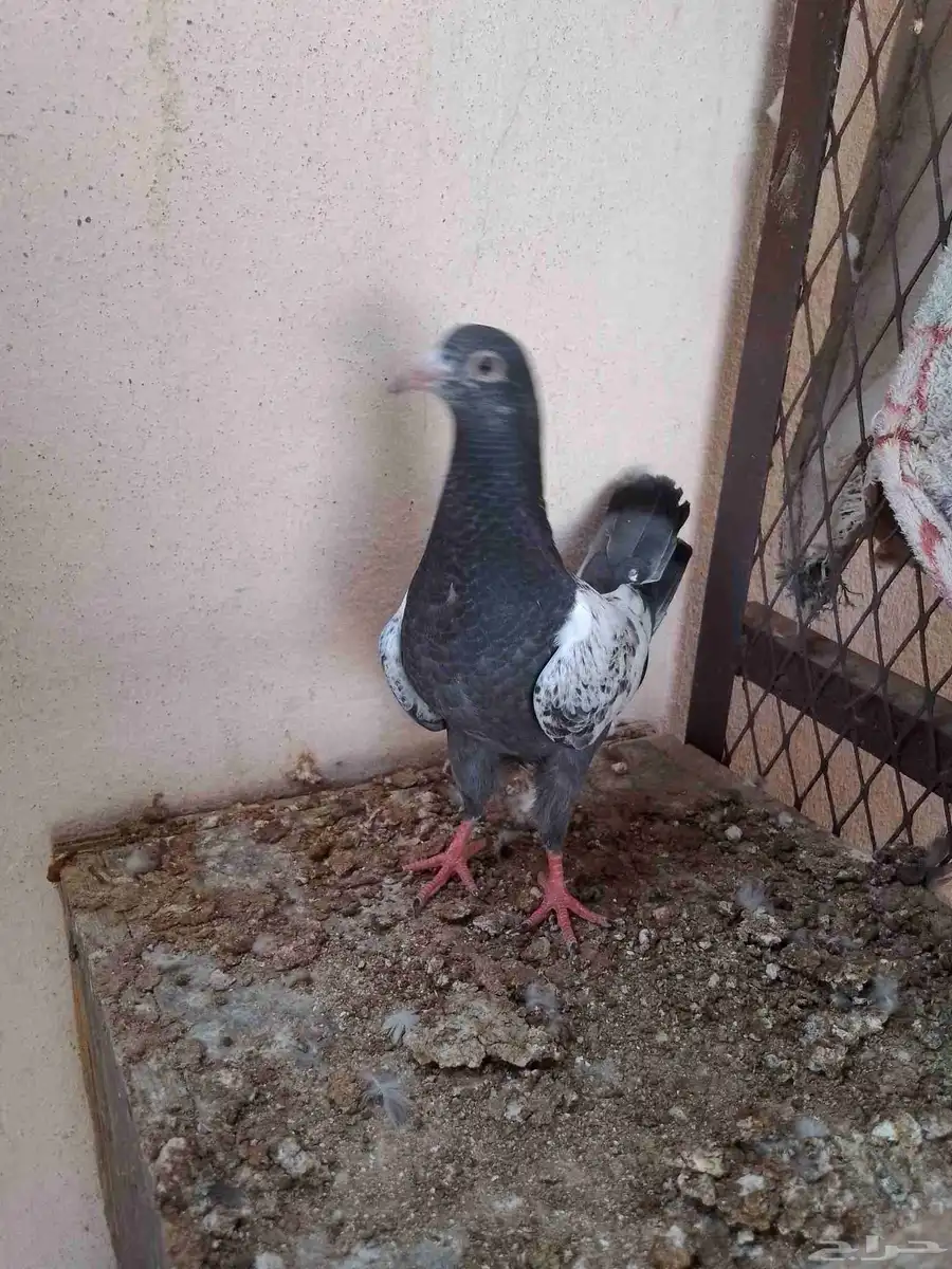حمام باكستاني 19