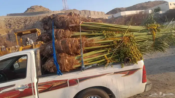 نخيل البيع طالع الخرمه الدغميه الغريف تربه قيا الطايف عشيرة 0