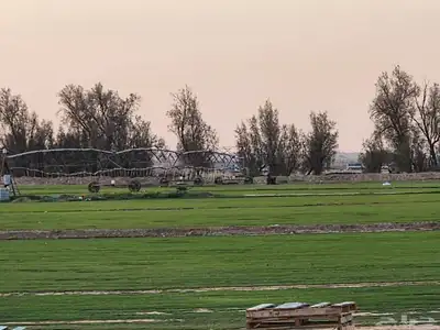 إنجيلة سي الفين 1