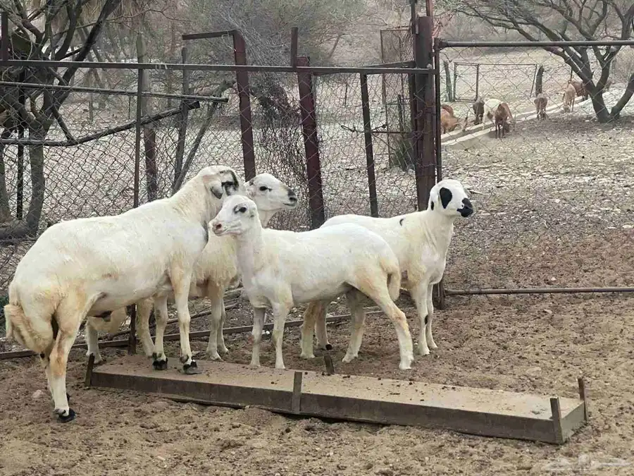 زباده بلادي 1