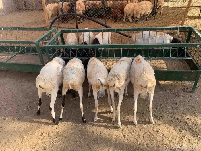 برابر وتيوس ونعيمي بمزرعه المزاحمية تبارك الله مرابي ممتاز 0