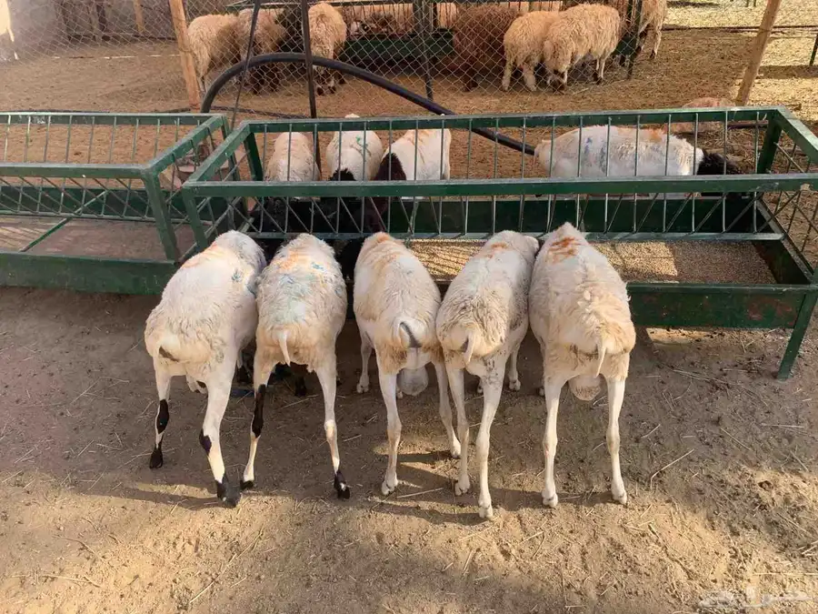 برابر وتيوس ونعيمي بمزرعه المزاحمية تبارك الله مرابي ممتاز 0
