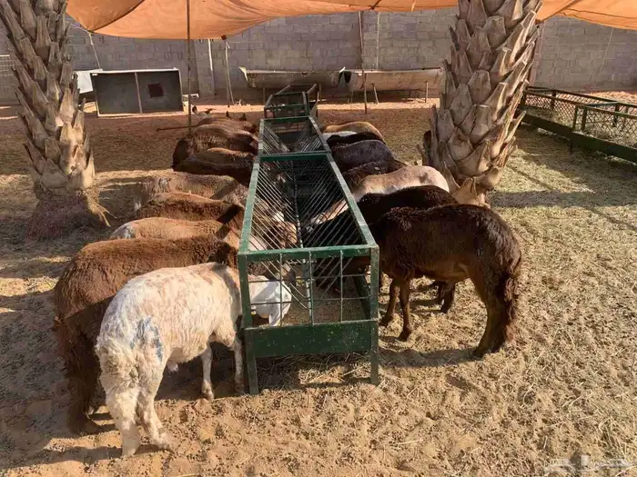 برابر وتيوس ونعيمي بمزرعه المزاحمية تبارك الله مرابي ممتاز 2