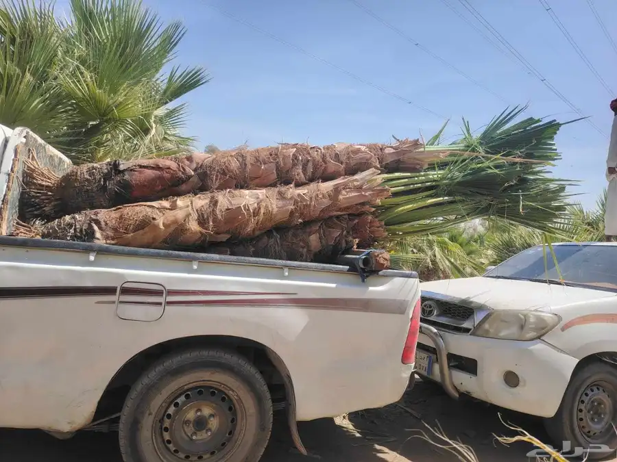 عندنا جميع انواع نخل عربي وشنطني وشتلات متوجدين ابها نجران 8