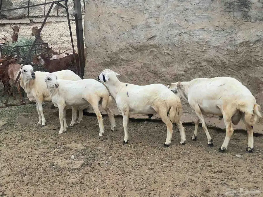 زباده بلادي 0