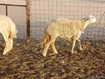 رخال طيبه العدد 25 5