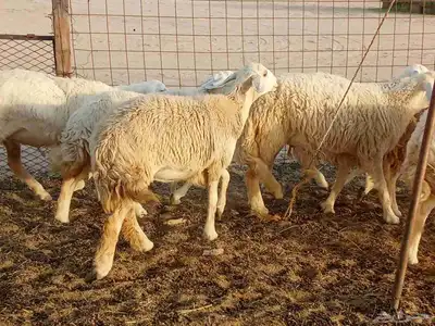 رخال طيبه العدد 25 1
