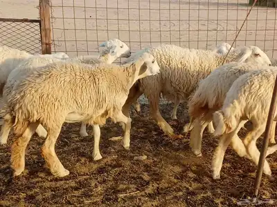 رخال طيبه العدد 25 3