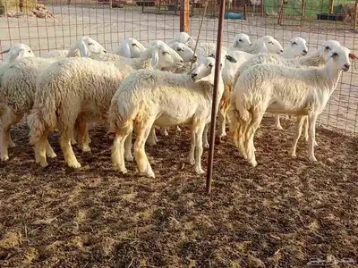 رخال طيبه العدد 25 4