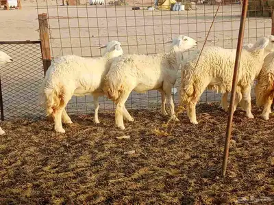 رخال طيبه العدد 25 0