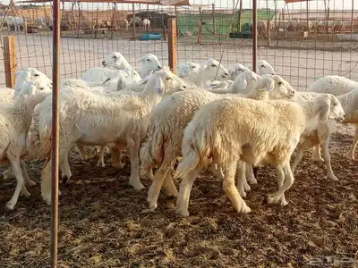 رخال طيبه العدد 25 8